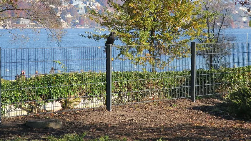 3.6-Haus-und-Garten-Gittermattenzaun.jpg